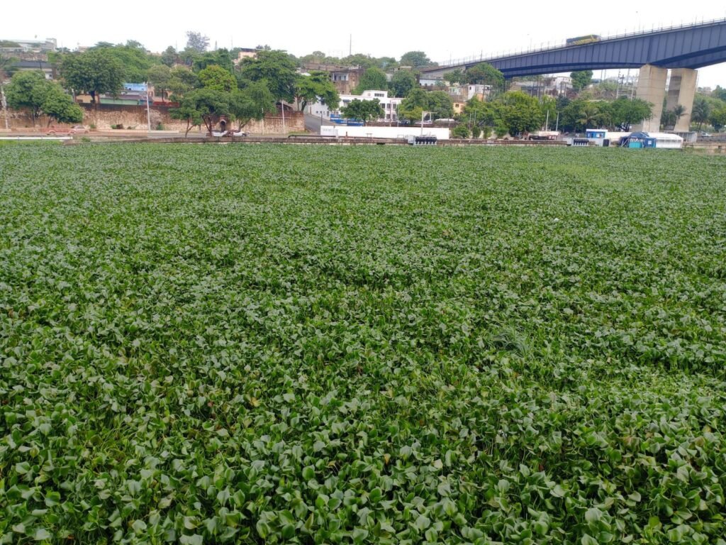 MOPC cierra temporalmente el Puente Flotante para facilitar el paso de lilas y residuos del río Ozama